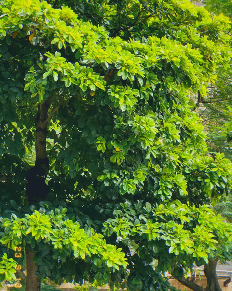 Thu về, thiếu mỗi cốc dark caramel :)